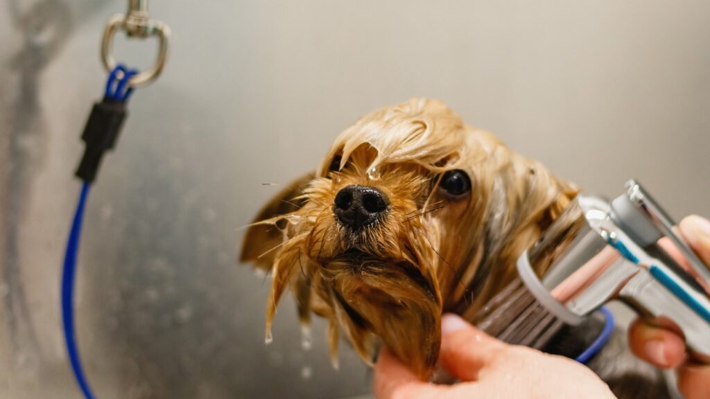 シャンプーされている犬