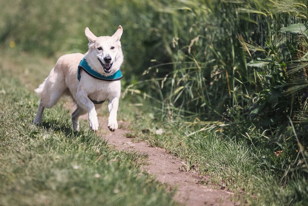 走っている犬
